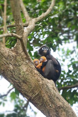 Sarı ikizler Yaprak Maymun 'un bebeği ya da Dusky Langur' un annesi, Tayland 'da bebekleriyle birlikte yaşayan hayvanlar.  
