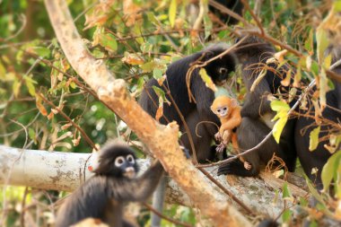 Yavruları olan hayvanlar, Yaprak Maymunların Sarı bebeği ya da Tayland 'da ormanda yaşayan Dusky Langur ve annesi.