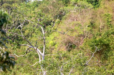 Mavi kuyruklu arı yiyici bir kuş bir dal yakaladı ve Tayland 'da gökyüzünde uçtu..