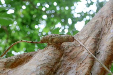 Ağaçlar büyür ve sarmalanır, doğa bahçesinden geçen elektrik kablolarını yutar..