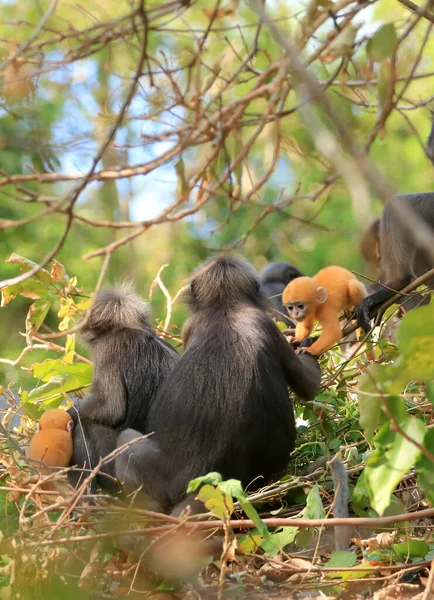 Sarı ikizler Yaprak Maymun 'un bebeği ya da Dusky Langur' un annesi, Tayland 'da bebekleriyle birlikte yaşayan hayvanlar.