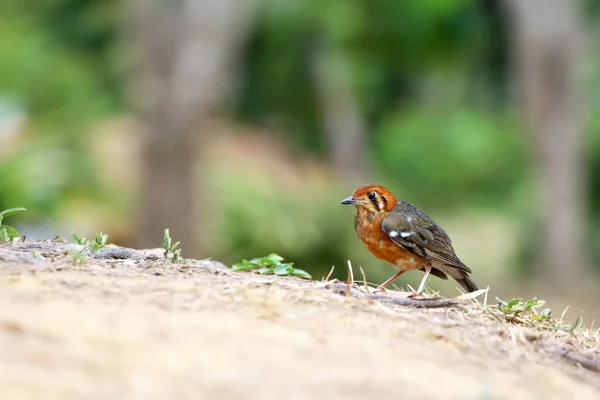 Weibchen Der Orangendrossel Vögel Die Auf Einem Ast Naturwald Thailand — Stockfoto