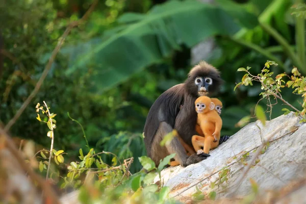Sarı ikizler Yaprak Maymun 'un bebeği ya da Dusky Langur' un annesi, Tayland 'da bebekleriyle birlikte yaşayan hayvanlar.