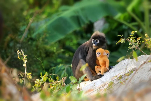 Sarı ikizler Yaprak Maymun 'un bebeği ya da Dusky Langur' un annesi, Tayland 'da bebekleriyle birlikte yaşayan hayvanlar.