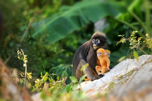 Żółte Bliźniaki Dziecko Małp Liściastych Lub Dusky Langur Matka Którzy — Zdjęcie stockowe