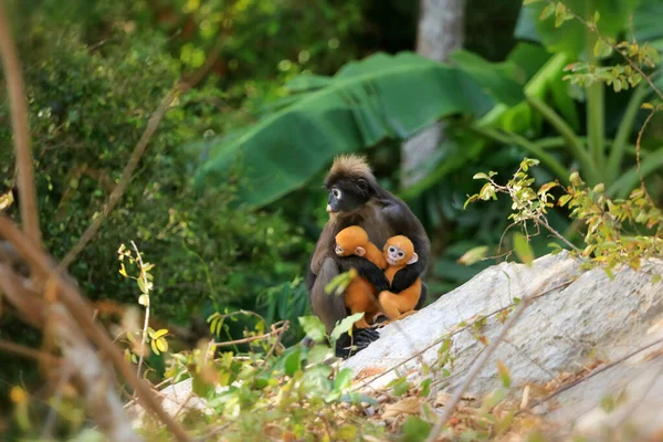 Yavruları olan hayvanlar, Yaprak Maymunların Sarı bebeği ya da Tayland 'da ormanda yaşayan Dusky Langur ve annesi.