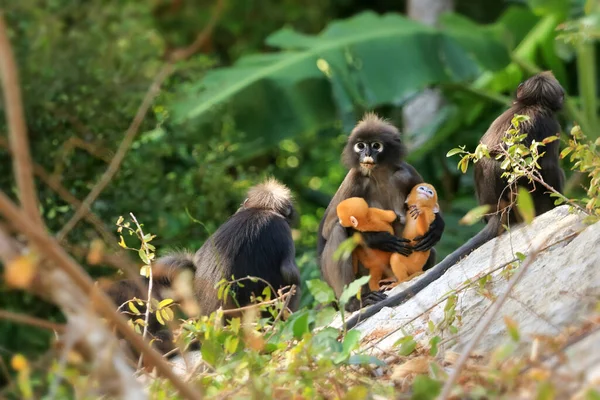 Sarı ikizler Yaprak Maymun 'un bebeği ya da Dusky Langur' un annesi, Tayland 'da bebekleriyle birlikte yaşayan hayvanlar.