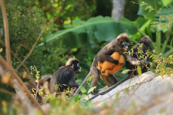 Sarı ikizler Yaprak Maymun 'un bebeği ya da Dusky Langur' un annesi, Tayland 'da bebekleriyle birlikte yaşayan hayvanlar.