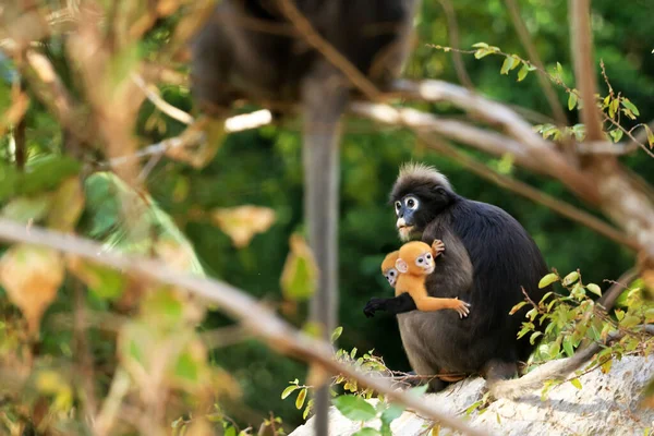 Yellow Twins Baby Leaf Monkeys Dusky Langur Mother Who Living — Stock Photo, Image