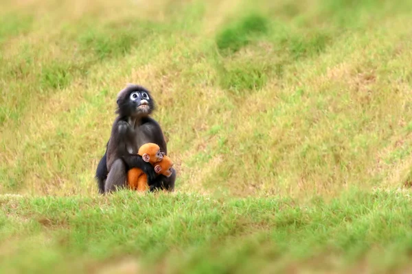 Gemelos Amarillos Bebé Monos Hoja Langur Oscuro Madre Que Viven — Foto de Stock