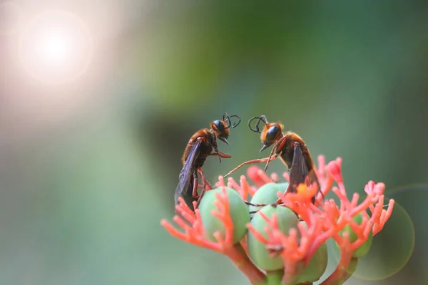 蜜蜂或黄蜂在花园里的红花上说话 死蜂概念 — 图库照片