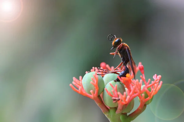 蜜蜂死在花园里的一朵红花上的蜜蜂或黄蜂 — 图库照片