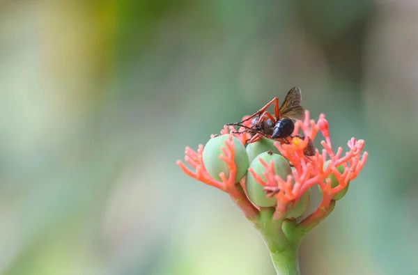 Eine Biene Oder Wespe Die Tot Auf Einer Roten Blume — Stockfoto