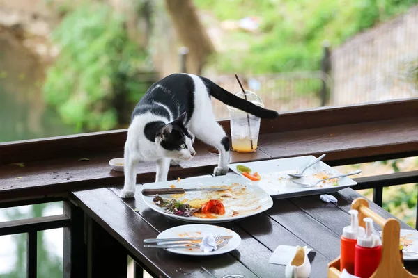A cat is looking for scraps on the table in a restaurant in Thailand.