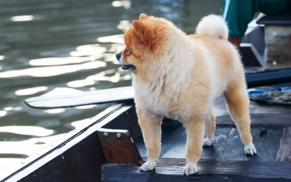 Ein Süßer Hund Steht Auf Einem Boot Das Einem Kanal — Stockfoto