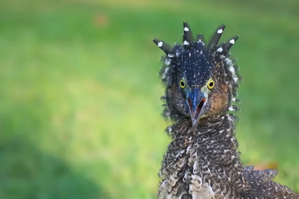 Garza Nocturna Malasia Las Aves Jóvenes Alimentan Césped Jardín —  Fotos de Stock