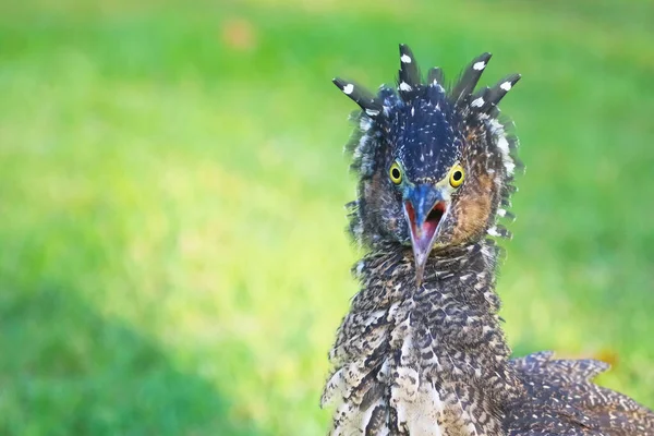Maleise Nachtreiger Jonge Vogels Eten Het Gazon Tuin — Stockfoto