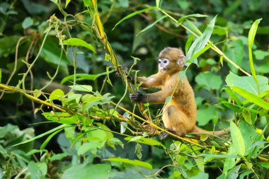 Küçük sarı bir maymun yavrusu vahşi doğada beslenmeyi öğreniyor. Yaprak Maymunlar ya da Dusky Langur ve annesi Taylan 'da ormanda yaşıyorlar.