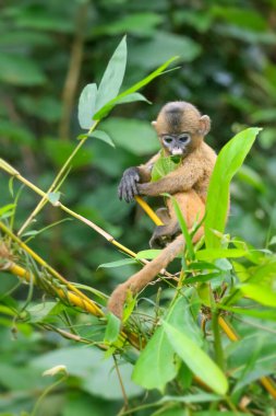 Küçük sarı bir maymun yavrusu vahşi doğada beslenmeyi öğreniyor. Yaprak Maymunlar ya da Dusky Langur ve annesi Taylan 'da ormanda yaşıyorlar.