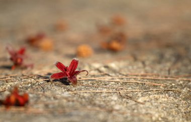 Bahçe zeminine düşen çiçekler, Tayland 'da yaz