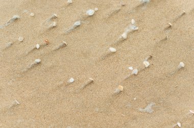 Kumsalda deniz kabukları