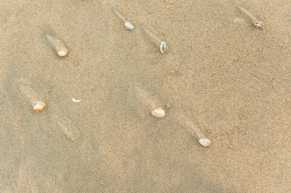 Sea shells on the sand — Stock Photo, Image