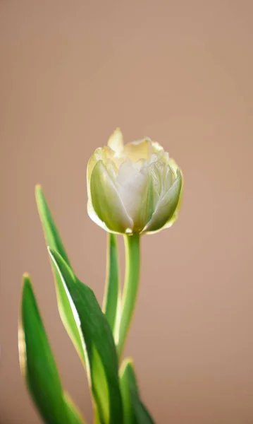 Flower Beautiful Tender Spring White Tulip Isolated Beige Background Interesting — Stock Photo, Image