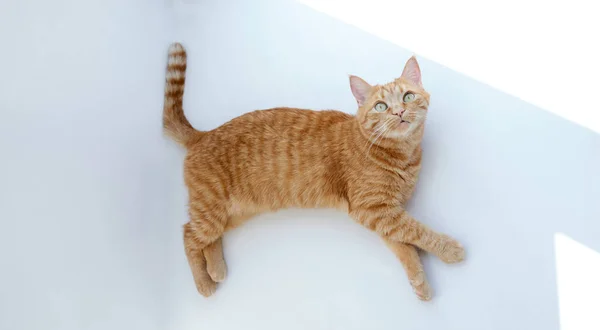 Симпатичный рыжий кот лежит на белом фоне — стоковое фото
