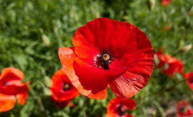 Bahçede kırmızı gelincikler ve bulanık yeşil arka plan