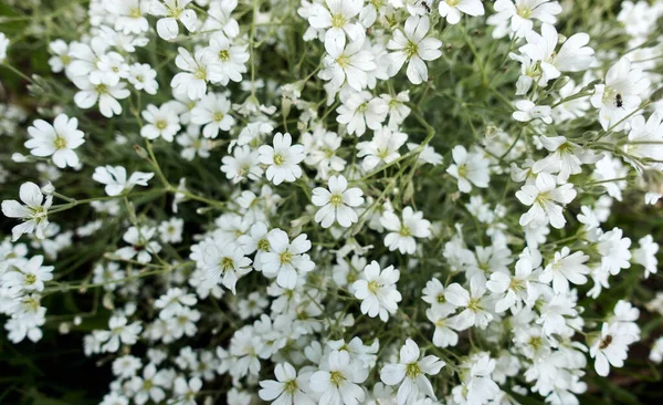 Letnie tło białych kwiatów w słoneczny dzień — Zdjęcie stockowe