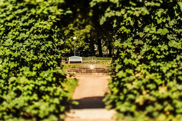 Lavička v parku plném zeleně — Stock fotografie