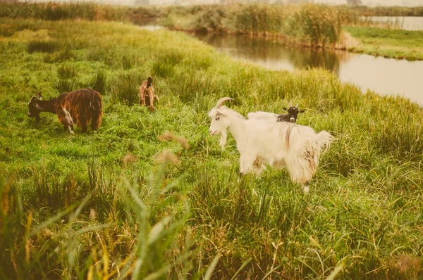 Tahun Kambing 2015 — Stok Foto