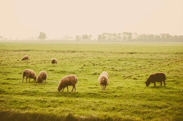 Rebanho de ovinos no prado da exploração — Fotografia de Stock
