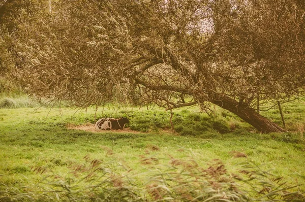 Relaxing sheep — Stock Photo, Image