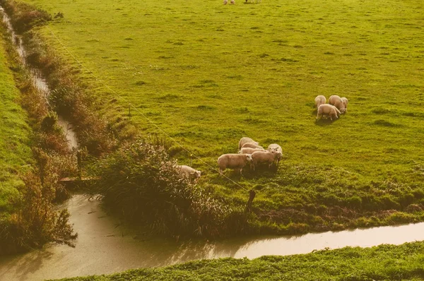 牧草地で羊 — ストック写真