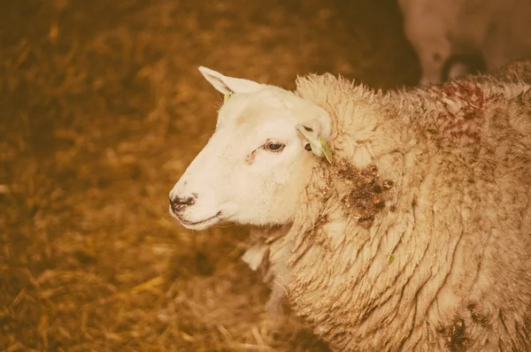 Schaf als Symbol des Jahres 2015 — Stockfoto