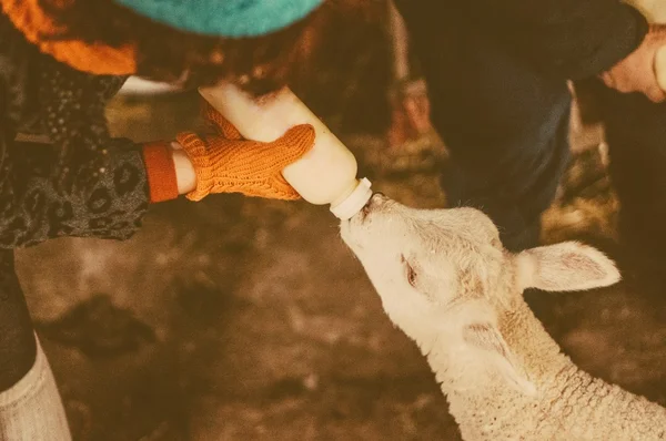 Feeding of a lamb — Stok Foto