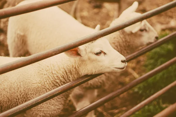 Moutons comme symbole de l'année 2015 — Photo