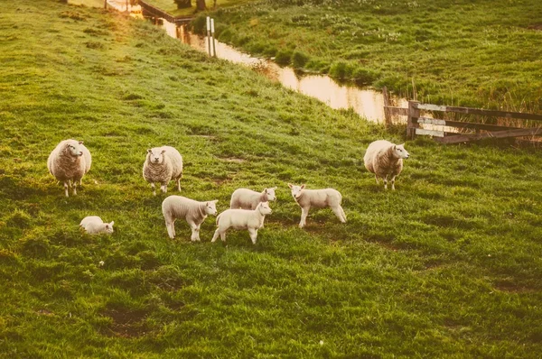 Las ovejas como símbolo de 2015 año — Foto de Stock