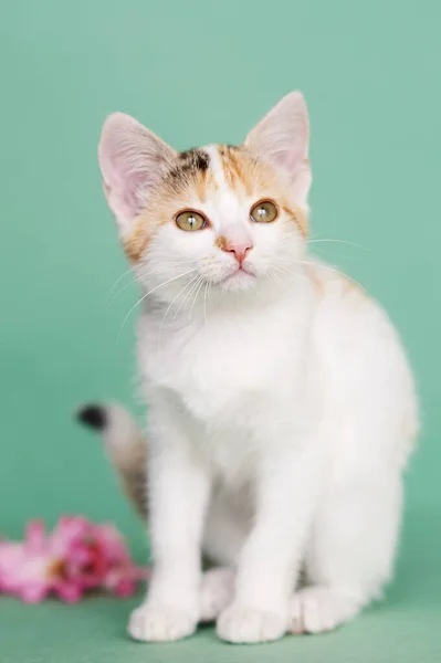 Retrato Gatinho Fundo Leve — Fotografia de Stock