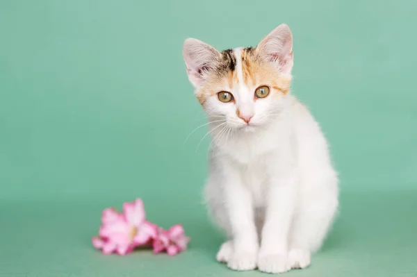 Potret Anak Kucing Pada Latar Belakang Cahaya — Stok Foto