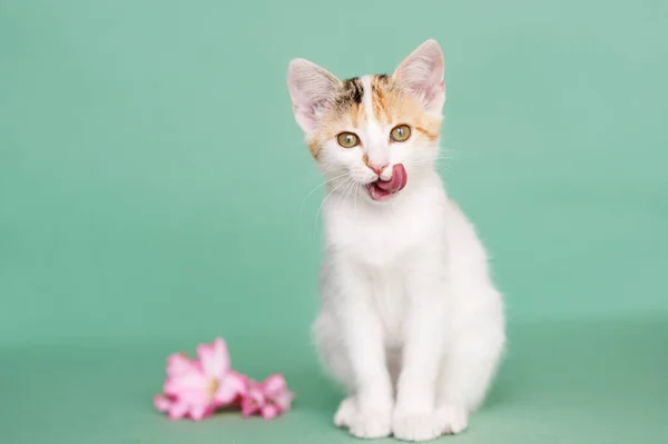 Potret Anak Kucing Pada Latar Belakang Cahaya — Stok Foto