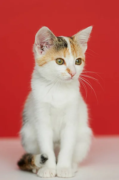 Retrato Gato Fundo Vermelho — Fotografia de Stock