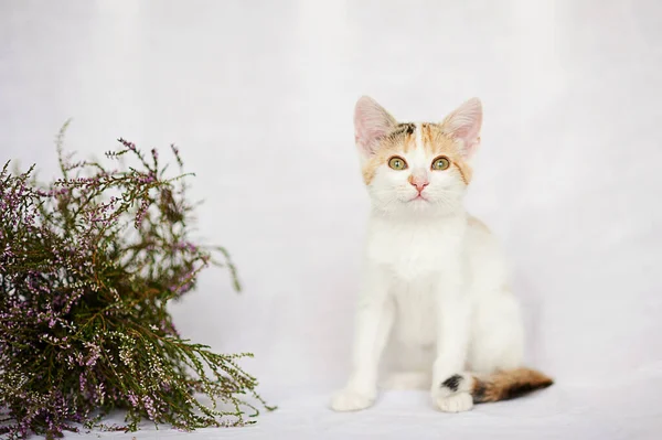 Potret Seekor Kucing Pada Latar Belakang Cahaya — Stok Foto