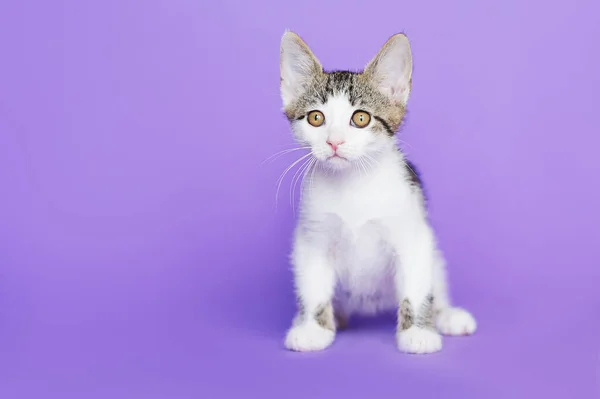 Kucing Lucu Latar Belakang Ungu — Stok Foto