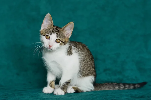 Kucing Lucu Latar Belakang Hijau — Stok Foto