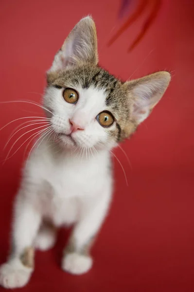 Kucing Lucu Latar Belakang Merah — Stok Foto