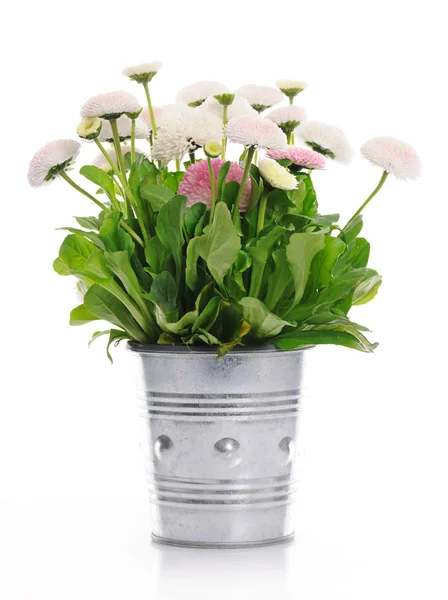 Pot met madeliefjes — Stockfoto