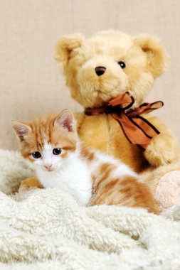 Tatlı kırmızı kedi yavrusu.