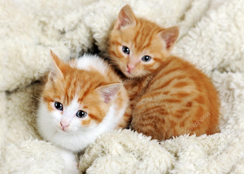 red kittens Stock Photo by ©annakhomulo 105284380